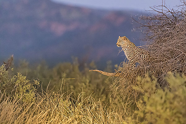 Leopard / Pilanesberg NP (Südafrika)