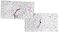 Cirrusnebel - 432 x 15s (1,80h) + 405 x 15s (1,69h) - Gain 60 - 26./28.12.2024 - Bodenmais / Deutschland