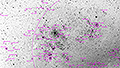 NGC 2070 - 1638 x 15s (6,83h) - Gain 60 - 17./25.04.2025 - Prinspoort + Calvinia / Südafrika