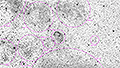 NGC 6888 - 2259 x 15s (9,41h) - Gain 60 - 13./15./16.08.2025 - Turtle Star Observatory / Deutschland