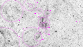 Simeis 57 - 1996 x 15s (8,32h) - Gain 60 - 09./10.08.2025 - Turtle Star Observatory / Deutschland