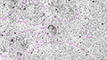 NGC 6888 - 585 x 30s (4,88h) - Gain 60 - 08.08.2025 - Turtle Star Observatory / Deutschland