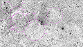 Sh2-101 - 680 x 30s (5,67h) - Gain 60 - 14.08.2026 - Turtle Star Observatory / Deutschland