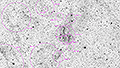 Simeis 57 - 653 x 30s (5,44h) - Gain 60 - 11.08.2026 - Turtle Star Observatory / Deutschland