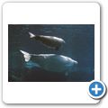Vancouver - Vancouver Aquarium - Beluga