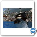 San Diego - Sea World - Orca-Show