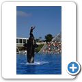 San Diego - Sea World - Orca-Show