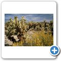 Joshua Tree National Monument - Cholla Cactus