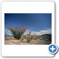 Joshua Tree National Monument - Ocotillo