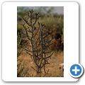 Tree Cholla