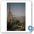 Saguaro Nationalpark - Saguaro Kaktus