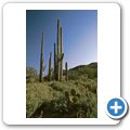 Saguaro Nationalpark - Saguaro Kaktus