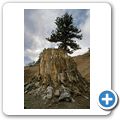 Florissant Fossil Beds National Monument - versteinertes Holz