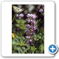 Crater Lake National Park - Lyall-Lupine