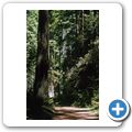 Redwwod National Park - Lady Bird Johnson Grove