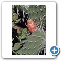 Kaktusblüte