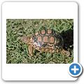 Schnabelbrustschildkröte