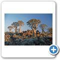 Der Köcherbaumwald bei Keetmanshoop