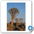 Der Köcherbaumwald bei Keetmanshoop