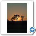 Der Köcherbaumwald bei Keetmanshoop - Sonnenuntergang