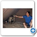 Quivertree Forest Rest Camp - handzahme Geparde
