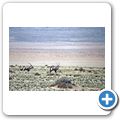 Namib Wüste - Oryx-Antilopen