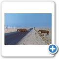 Namib Wüste - Wüstenpferde
