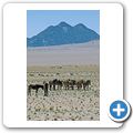 Namib Wüste - Wüstenpferde