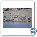 Diaz Point - Lagune mit Flamingos