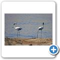 Diaz Point - Lagune mit Flamingos