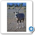 "Namib Desert Lodge" - Oryx-Antilope