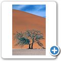 Sossusvlei - Düne 45