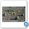 Sossusvlei - Nara-Melone