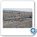 Gästefarm "Niedersachsen" - Karakul-Schafe
