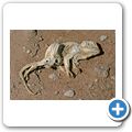 Namib Naukluft Park - totes Chamäleon