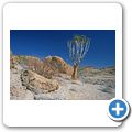 Namib Naukluft Park - Köcherbaum