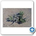 Welwitschia Tour - Talerbusch