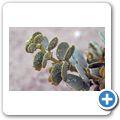 Welwitschia Tour - Talerbusch