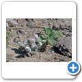 Welwitschia Tour