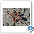 Welwitschia Tour