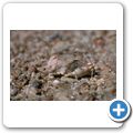 Welwitschia Tour - Heuschrecke