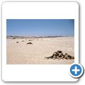 Welwitschia Tour - Welwitschia-Pflanze