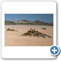 Welwitschia Tour - Welwitschia-Pflanze