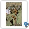 Welwitschia Tour - Welwitschia-Pflanze