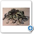 Welwitschia Tour - Welwitschia-Pflanze