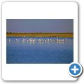 Etosha Nationalpark - Flamingos