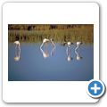 Etosha Nationalpark - Flamingos