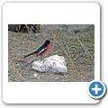 Etosha Nationalpark - Rotbauchwürger