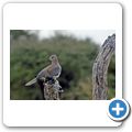 Etosha Nationalpark - Palmtaube