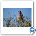 Etosha Nationalpark - heller Singhabicht
